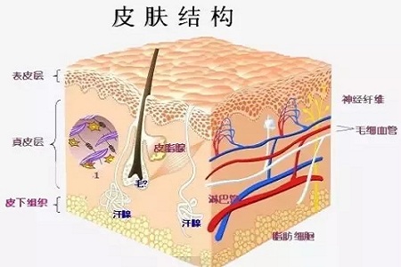 為什么瘦人也會有“肥胖紋”？